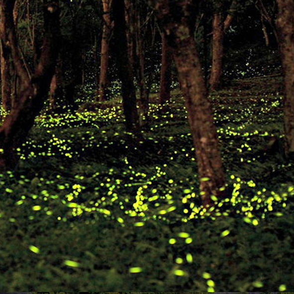 Zona Boscosa de Nanacamilpa o Santuario de Luciérnagas